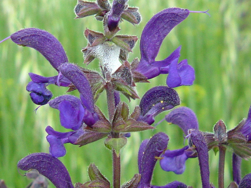 Salvia pratensis / Salvia comune